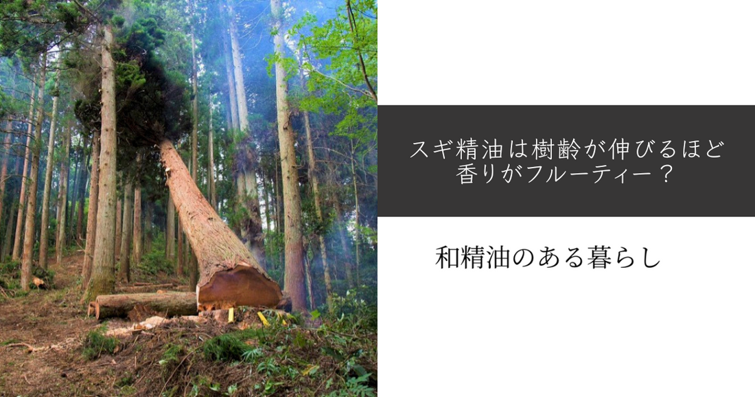 スギ精油は樹齢が伸びるほど香りがフルーティー? 和精油のある暮らし ブログ