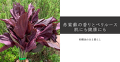 赤シソの香り成分「ペリルース」とは?特許取得の研究から注目される理由