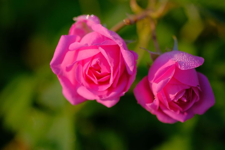 山形薔薇蒸留所|山形県 和精油のある暮らし