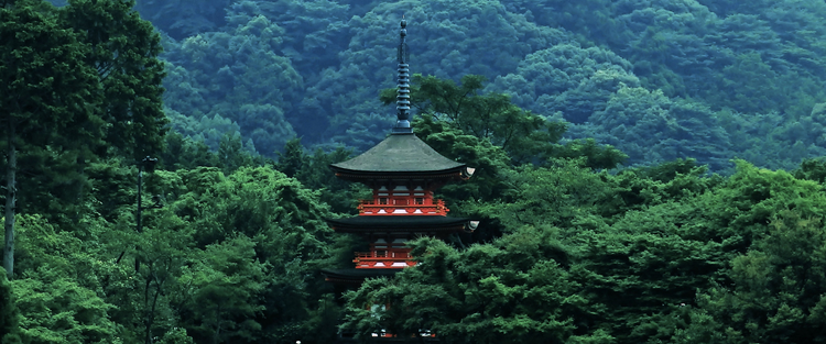 森林系・樹木系の香り 和精油のある暮らし