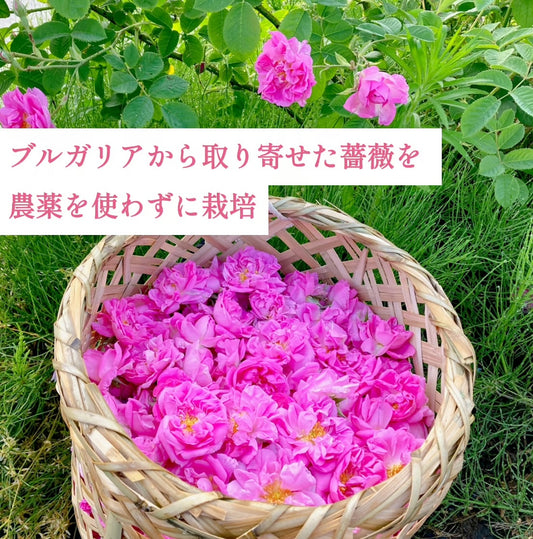国産ローズウォーター アロマスプレー 100ml|本場ブルガリアから高評価を得た薔薇の香り|山形薔薇蒸留所(山形県) 和精油のある暮らし