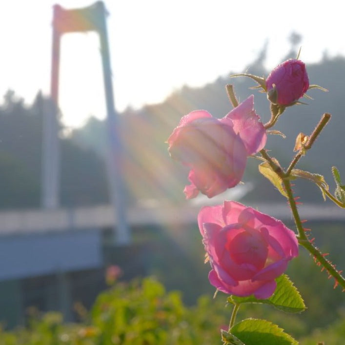 国産ローズウォーター アロマスプレー 100ml|本場ブルガリアから高評価を得た薔薇の香り|山形薔薇蒸留所(山形県) 和精油のある暮らし