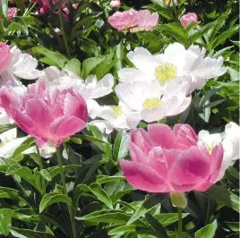 神木の果実 さわやか保湿化粧水|大和橘・大和当帰・キハダエキス入りでしっとり素肌|ポニーの里|奈良県