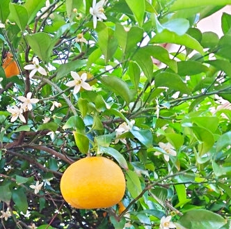 アロマウォーター 甘夏ネロリ|濃厚なお花の香りにうっとり|yuica|岐阜県 - 和精油のある暮らし