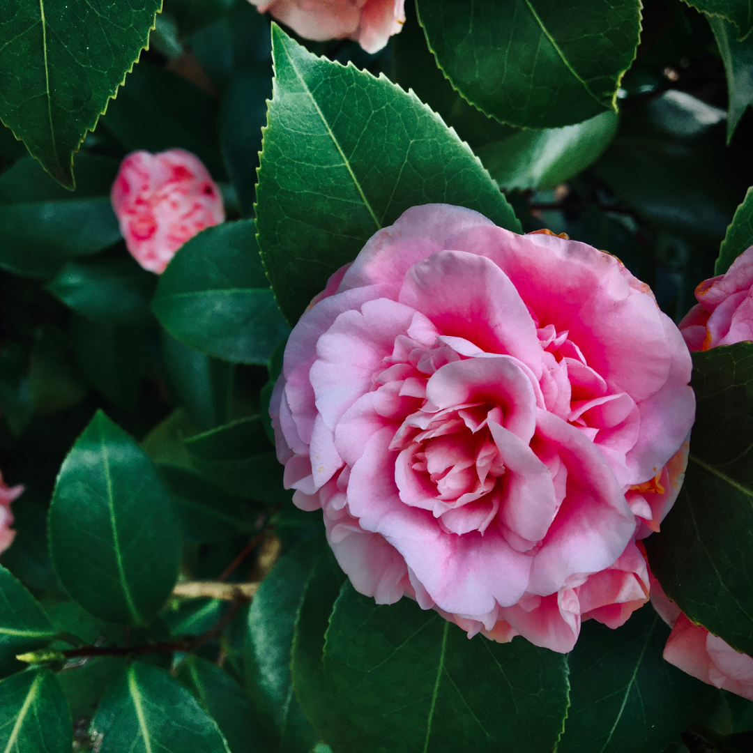 とくしま花椿10ml(Camellia oil)|サラッとした伸びが良いツバキ油|Renati tura(徳島県) 和精油のある暮らし
