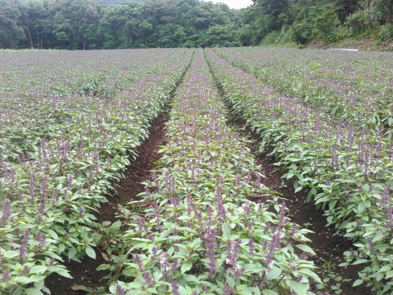 ホーリーバジル畑 ボタニカノン 和精油のある暮らし