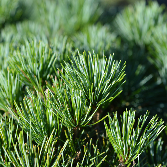 和精油 エッセンシャルオイル ヒメコマツ(木部)|五葉松の柔らかさを感じる木の香り|yuica|岐阜県|アロマ 和精油のある暮らし