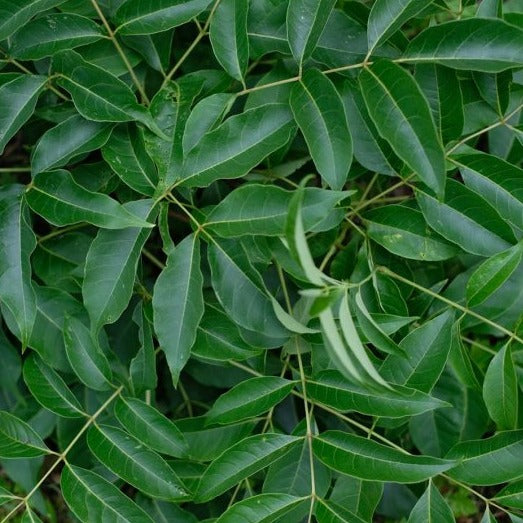 焙煎キハダ葉茶|ほんのり苦味とスッキリ柑橘のさわやかさがクセになるお茶|ポニーの里|奈良県 - 和精油のある暮らし