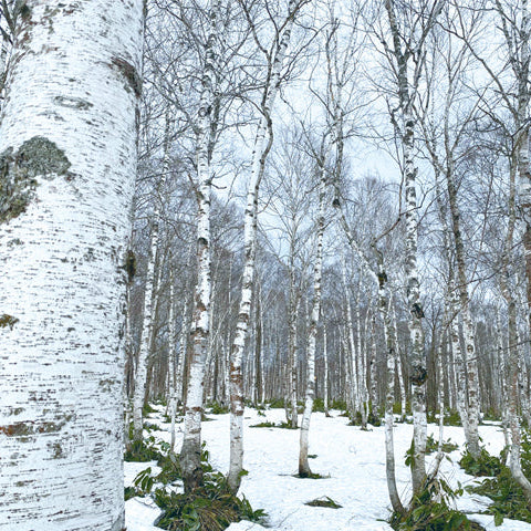 ホワイトバーチモイストウォーター レフィルパック(詰め替え用・120mlのボトルは別売り)|北海道産白樺樹液と青森県産奇跡のリンゴが肌をひたひたにうるおす|amritara(アムリターラ)|東京・全国 - 和精油のある暮らし