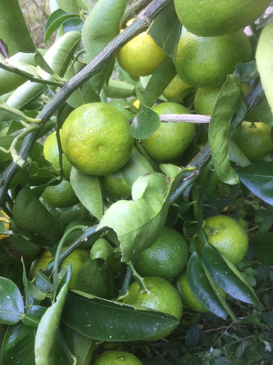 和精油 上勝ユコウ精油 3ml|徳島の山奥に潜む幻の柑橘|renati tura(レナーティトゥーラ)|徳島県 - 和精油のある暮らし