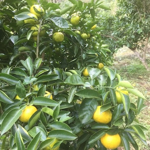 和精油 上勝ユコウ精油 3ml|徳島の山奥に潜む幻の柑橘|renati tura(レナーティトゥーラ)|徳島県 - 和精油のある暮らし