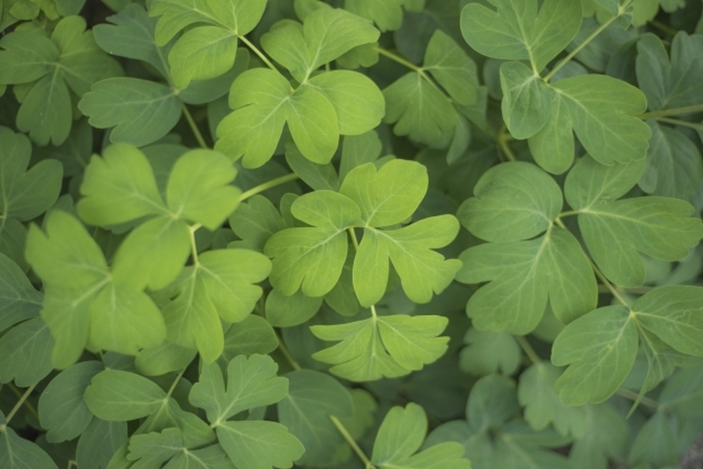 プレミアム ボタニカノン クリーム 50g/鹿児島の地産植物エキスでスペシャルケア/BOTANICANON(ボタニカノン)【鹿児島】 - 和精油のある暮らし
