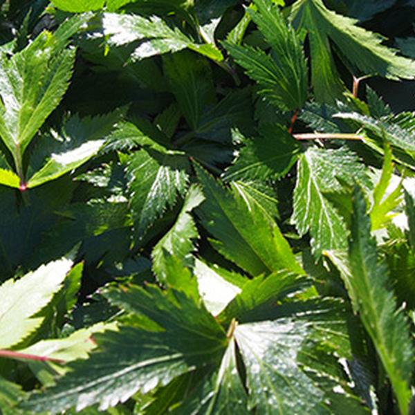 食事と合わせるなら香ばしい焙煎茶/大和当帰焙煎茶/大和かぎろひ【奈良県】 - 和精油のある暮らし