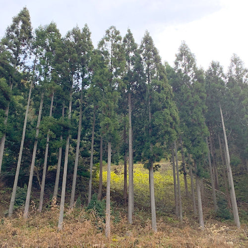 和精油 kyonoka 杉 5ml|まるでソプラノのように響く北山杉の爽やかな香り|杉乃精|京都府 - 和精油のある暮らし