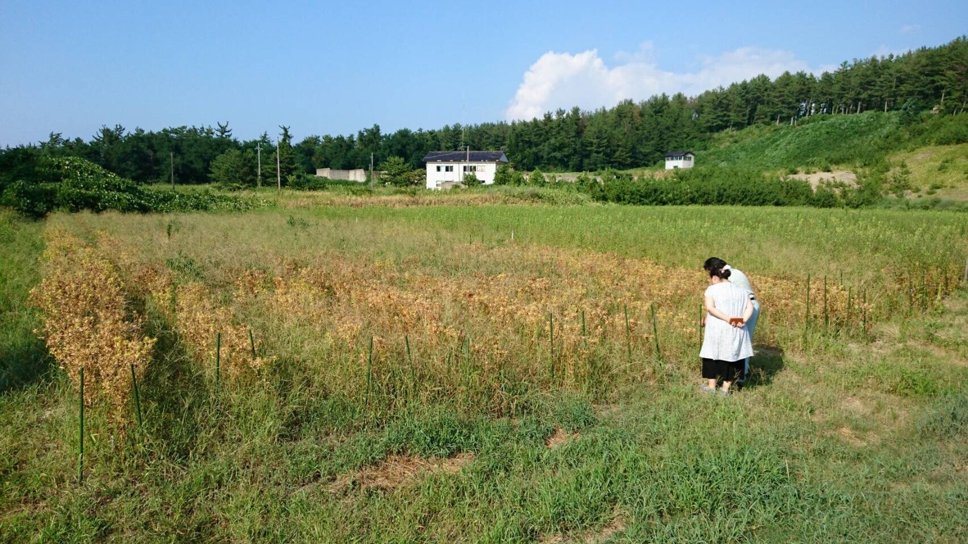 ホットアイピローを乗せたら森の香りでホッとひと息/和温香 アイピロー(カバー付き)/W*ARoMa HERB(ワロマハーブ)【東京都】 - 和精油のある暮らし