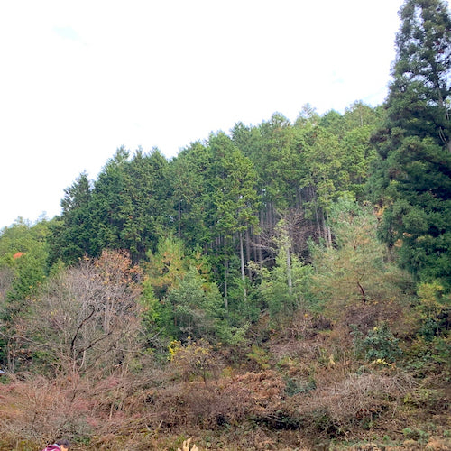クロモジの山林の樹木