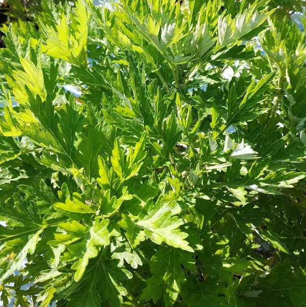 薬草として親しまれる蓬から採れる美しい青色の和精油/蓬(ヨモギ)エッセンシャルオイル 2ml /フツ屋【奈良県】) - 和精油のある暮らし