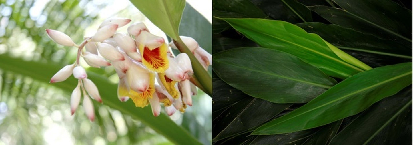 プレミアム ボタニカノン クリーム 50g/鹿児島の地産植物エキスでスペシャルケア/BOTANICANON(ボタニカノン)【鹿児島】 - 和精油のある暮らし