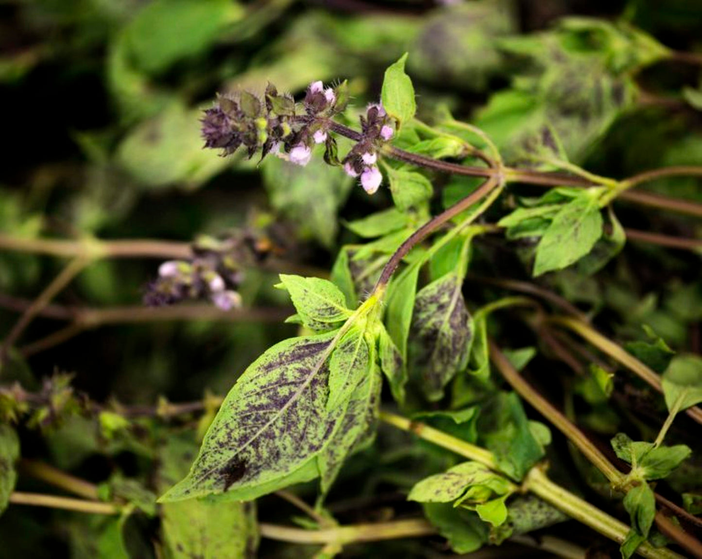 ハーバルモイストハンドクリーム BOTANICANON 和精油のある暮らし