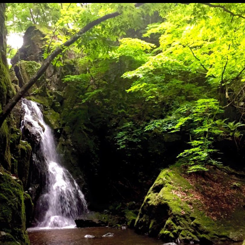 アシタカ クロモジ精油 和精油のとれる場所