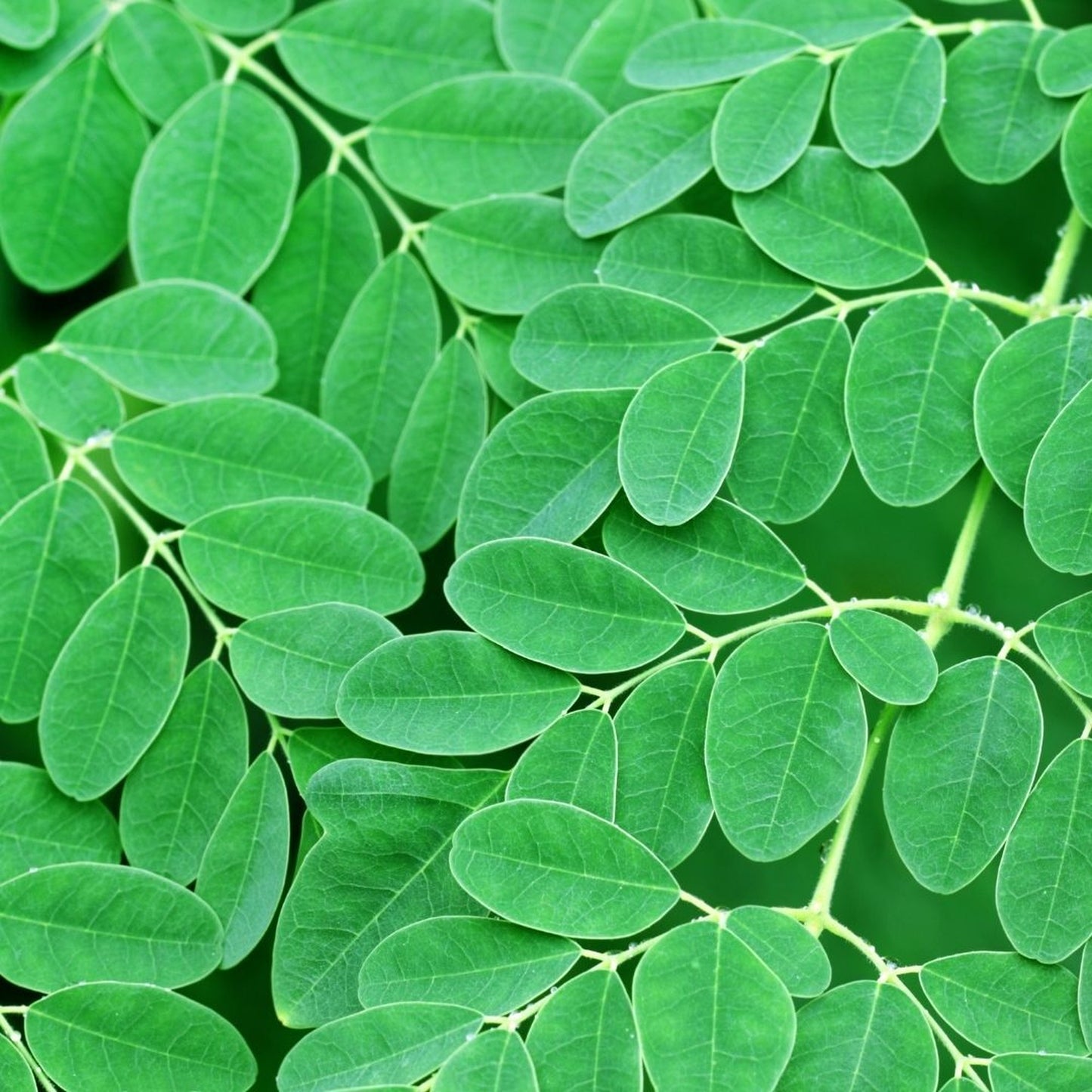 プレミアム ボタニカノン クリーム 50g/鹿児島の地産植物エキスでスペシャルケア/BOTANICANON(ボタニカノン)【鹿児島】 - 和精油のある暮らし