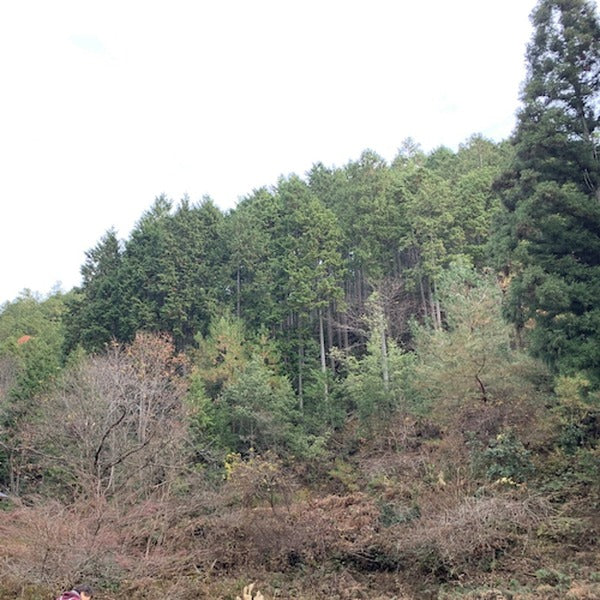 和精油 kyonoka 檜 5ml|心落ち着く爽やかなヒノキの香り|杉乃精|京都府 - 和精油のある暮らし