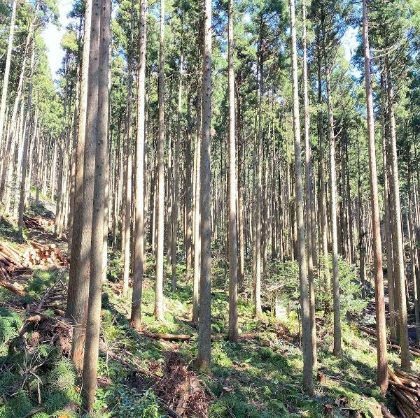 クロモジ保湿クリーム 和精油のある暮らし