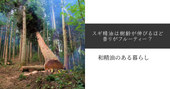 スギ精油は樹齢が伸びるほど香りがフルーティー? 和精油のある暮らし ブログ