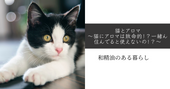 猫とアロマ〜猫にアロマは致命的!?一緒ん住んでると使えないの!?〜 和精油のある暮らし ブログ