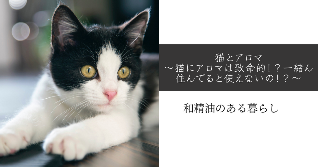 猫とアロマ〜猫にアロマは致命的！？一緒ん住んでると使えないの！？〜　和精油のある暮らし　ブログ