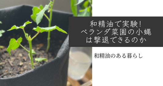 和精油で実験！ベランダ菜園の小蝿は撃退できるのか※虫が苦手な方は閲覧注意