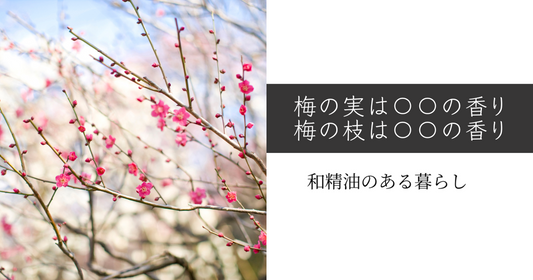 梅の実の香りは〇〇の香り、枝の香りは〇〇の香り　和精油のある暮らし　ブログ