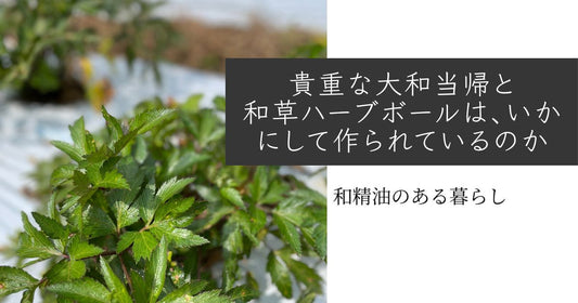 貴重な大和当帰と和草ハーブボールは、いかにして作られているのか　和精油のある暮らし　ブログ