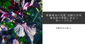 紫蘇精油の抗菌・抗酸化作用｜感染症の季節に役立つ和ハーブの力　和精油のある暮らしをかなえるブログ