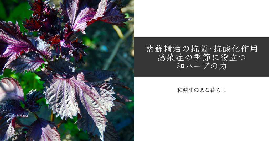 【研究紹介】紫蘇精油の抗菌・抗酸化作用｜感染症の季節に役立つ和ハーブの力