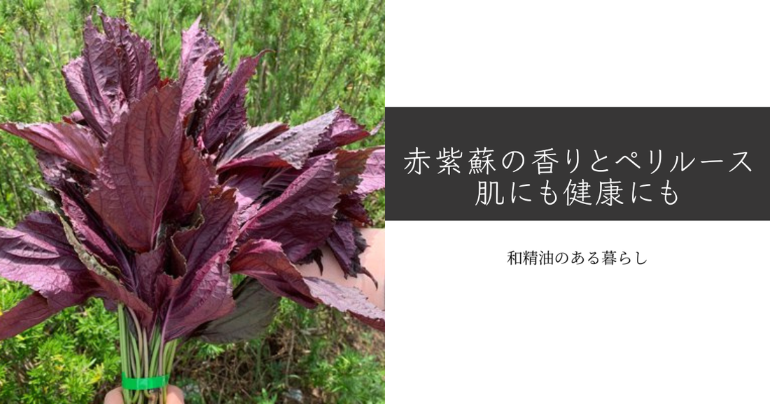 赤シソの香り成分「ペリルース」とは？特許取得の研究から注目される理由