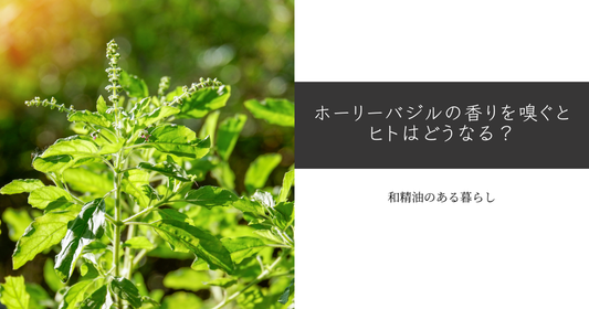 ホーリーバジルの香りを嗅ぐと人はどうなる? サムネイル 　和精油のある暮らしを叶えるブログ 
