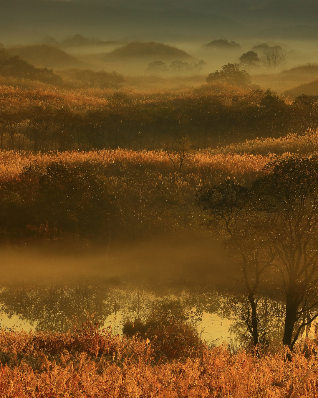 秋田杉エッセンシャルオイル 5ml｜日本三大美林の雫、1本の木からわずか100mlのみ採取｜アトリエアンダンテ｜秋田県