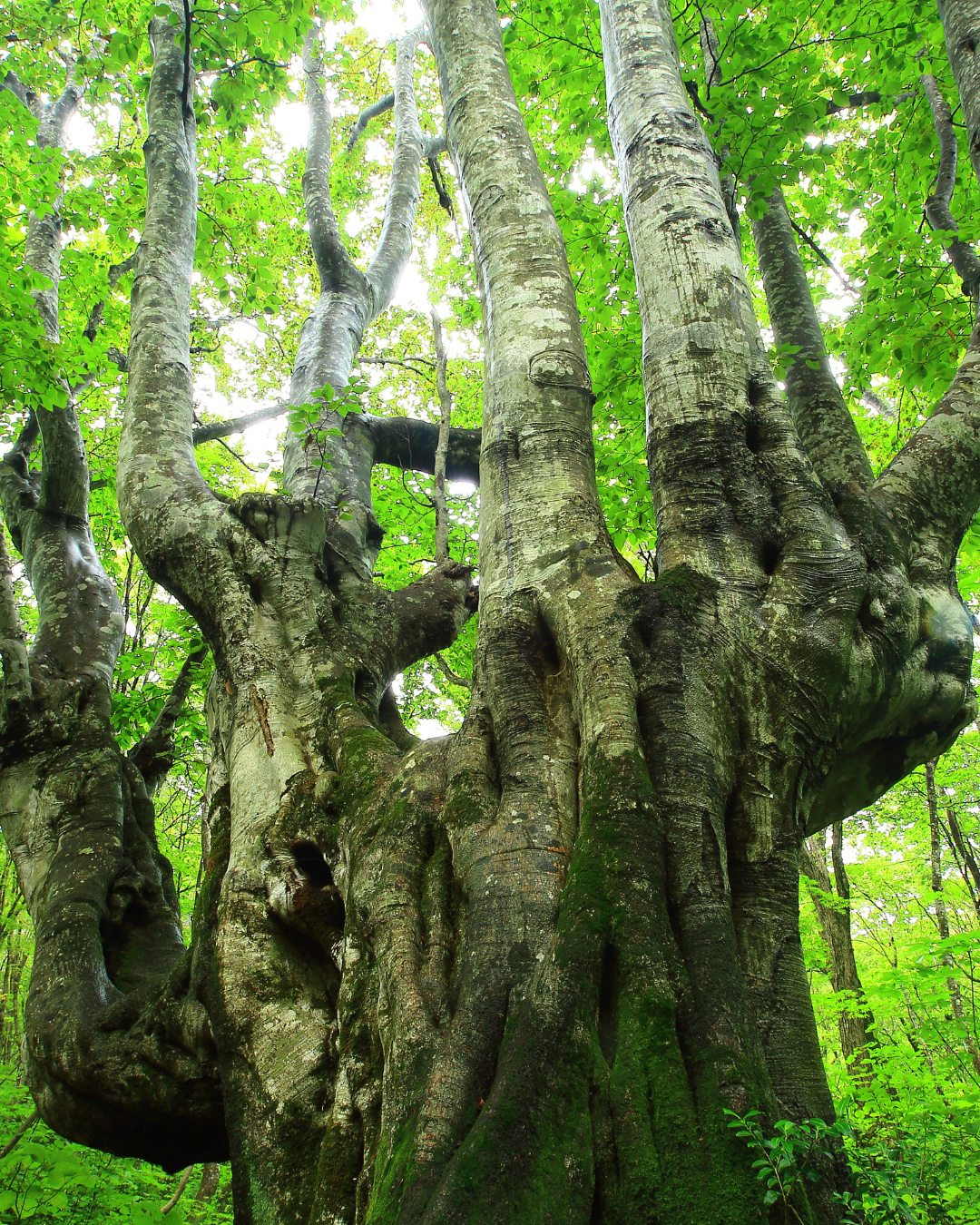 秋田杉エッセンシャルオイル 5ml｜日本三大美林の雫、1本の木からわずか100mlのみ採取｜アトリエアンダンテ｜秋田県