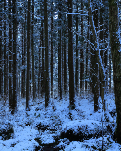 秋田杉エッセンシャルオイル 5ml｜日本三大美林の雫、1本の木からわずか100mlのみ採取｜アトリエアンダンテ｜秋田県