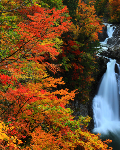 秋田杉エッセンシャルオイル 5ml｜日本三大美林の雫、1本の木からわずか100mlのみ採取｜アトリエアンダンテ｜秋田県