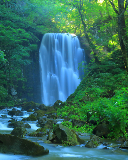 秋田杉エッセンシャルオイル 5ml｜日本三大美林の雫、1本の木からわずか100mlのみ採取｜アトリエアンダンテ｜秋田県
