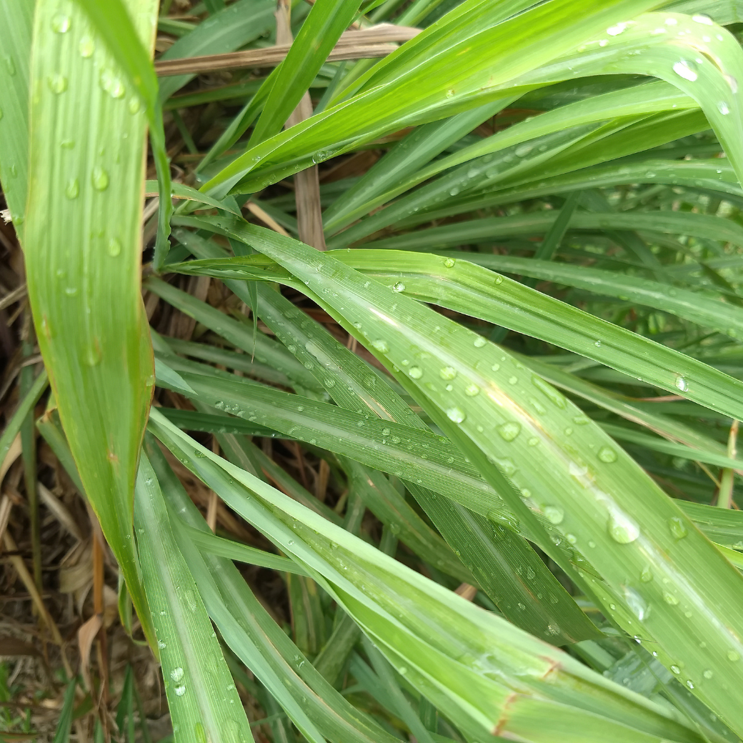 アウトドアミストの植物成分、つやのある緑の草葉と水滴
