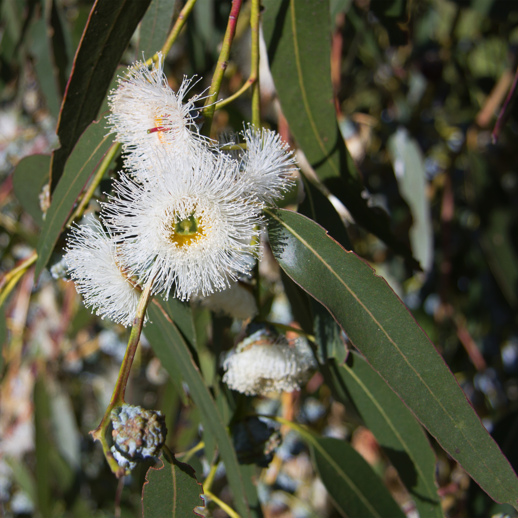 アウトドアミストの植物成分、白いふわふわの花と葉