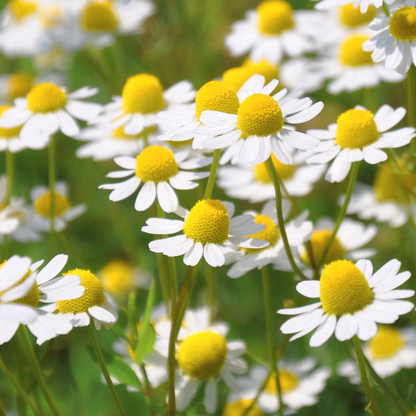 【詰替用】スキンレメディ コンプリートシャンプー 300ml｜スキンケアはお肌の食事！赤紫蘇の香りと良質な椿オイルで艶やかな髪へ｜SHIZOOJU（シズージュ）｜福岡県 - 和精油のある暮らし