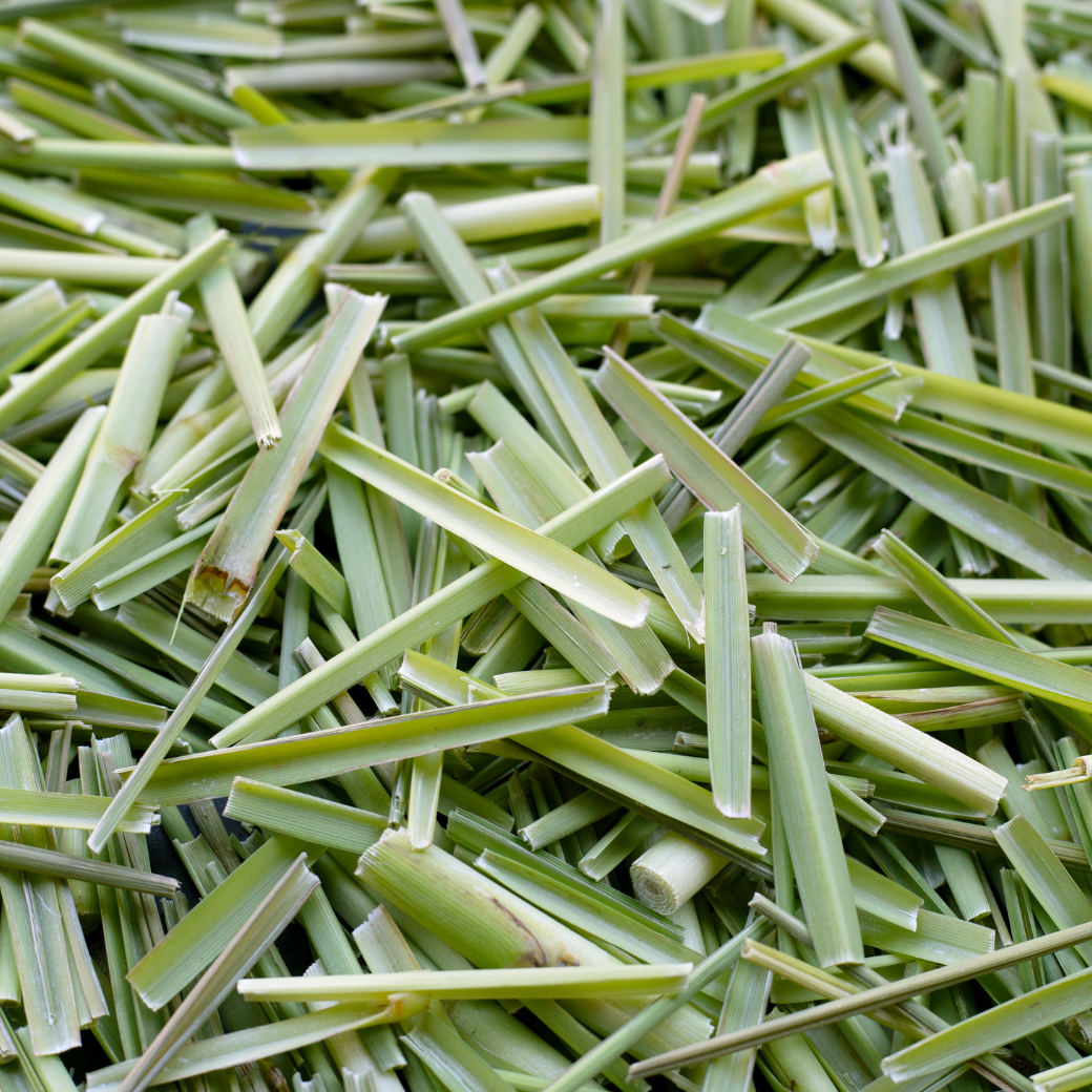アウトドアミストの植物成分、細い緑の茎が集まったアップ