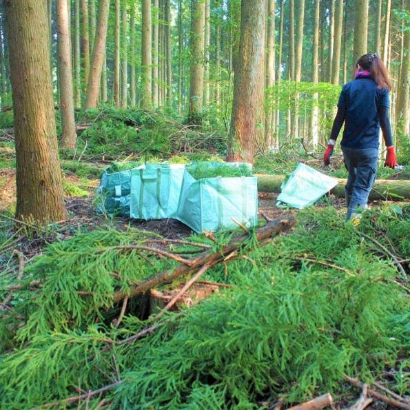 小国杉の森での作業者と緑の下草