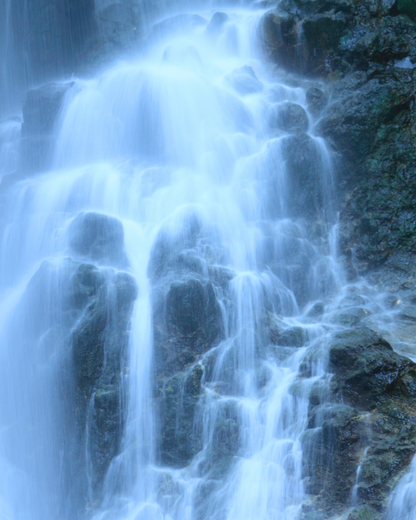 秋田杉エッセンシャルオイル 5ml｜日本三大美林の雫、1本の木からわずか100mlのみ採取｜アトリエアンダンテ｜秋田県
