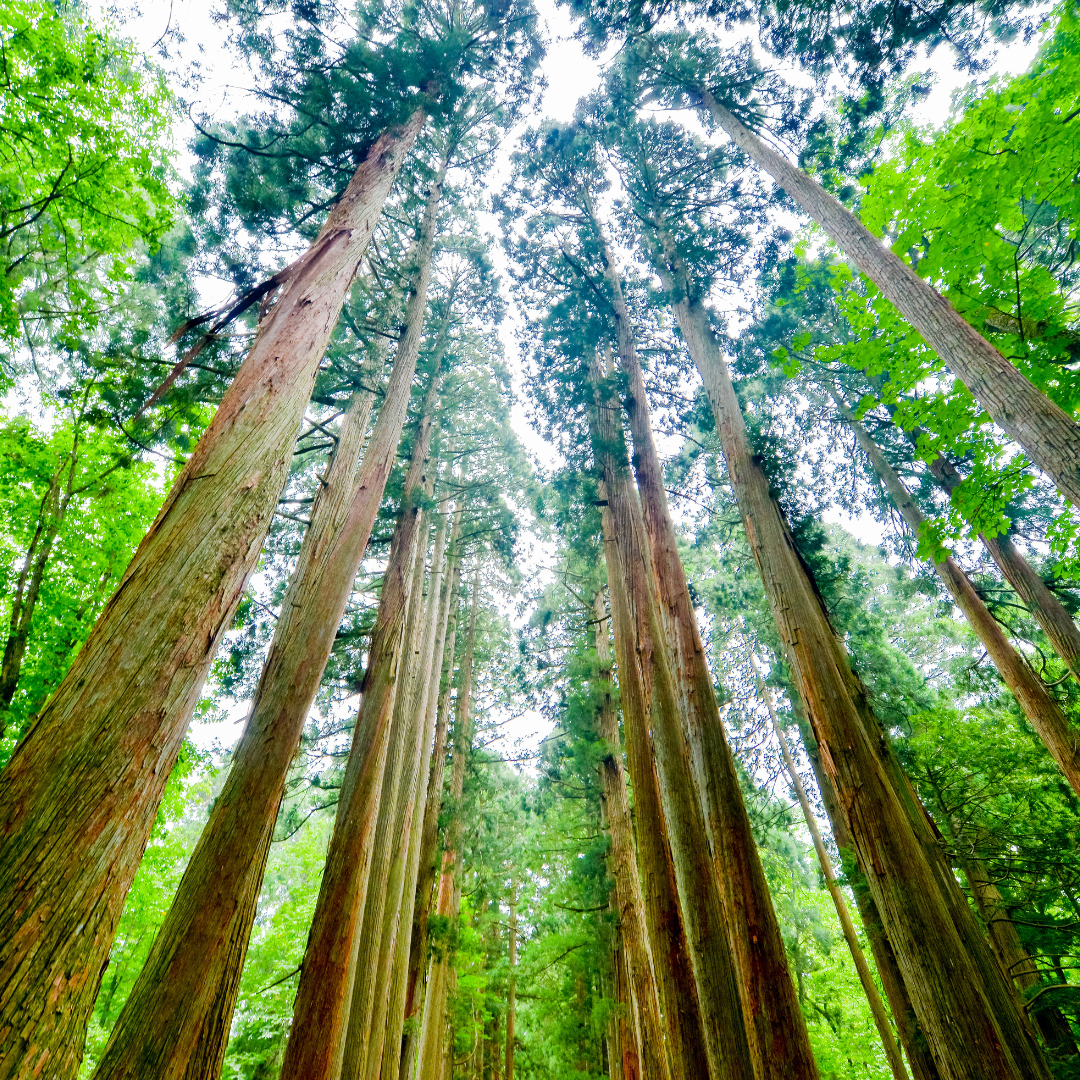 高い針葉樹の木々の群れ