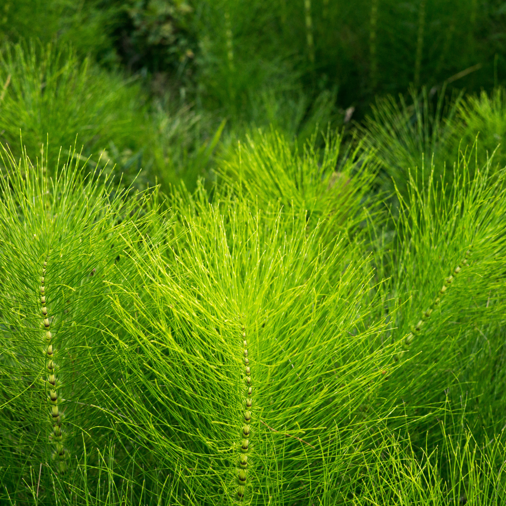 【詰替用】スキンレメディ コンプリートシャンプー 300ml｜スキンケアはお肌の食事！赤紫蘇の香りと良質な椿オイルで艶やかな髪へ｜SHIZOOJU（シズージュ）｜福岡県 - 和精油のある暮らし